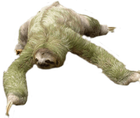 Sloth PNG Photos