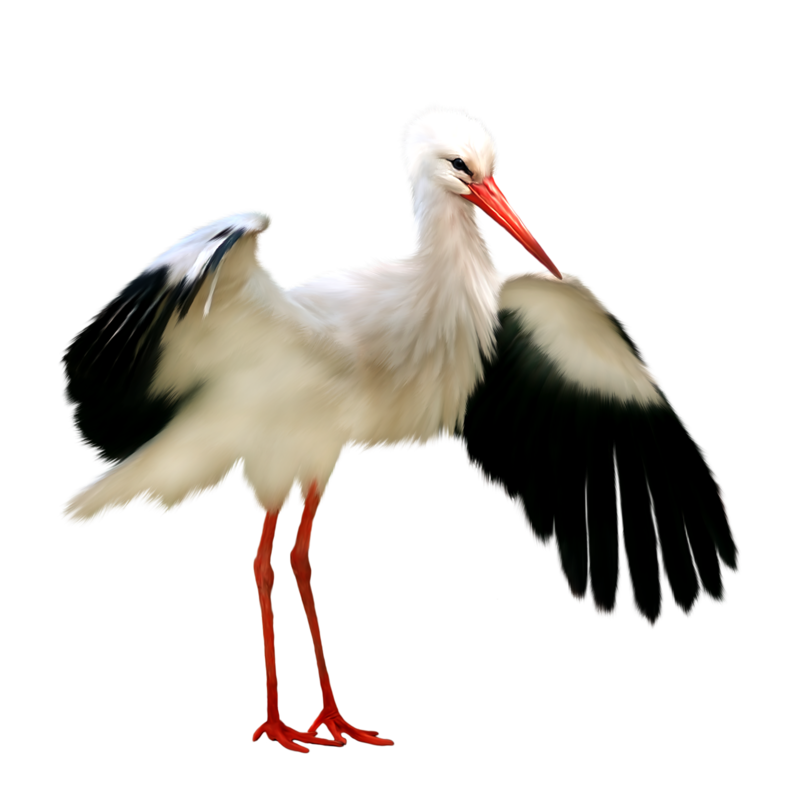 Storks Free File Download PNG