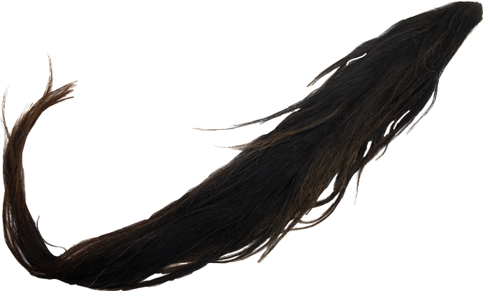 Tail Transparent Background