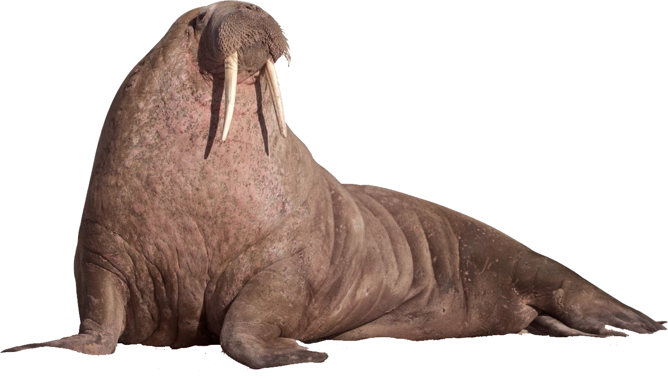 Walruse Background PNG