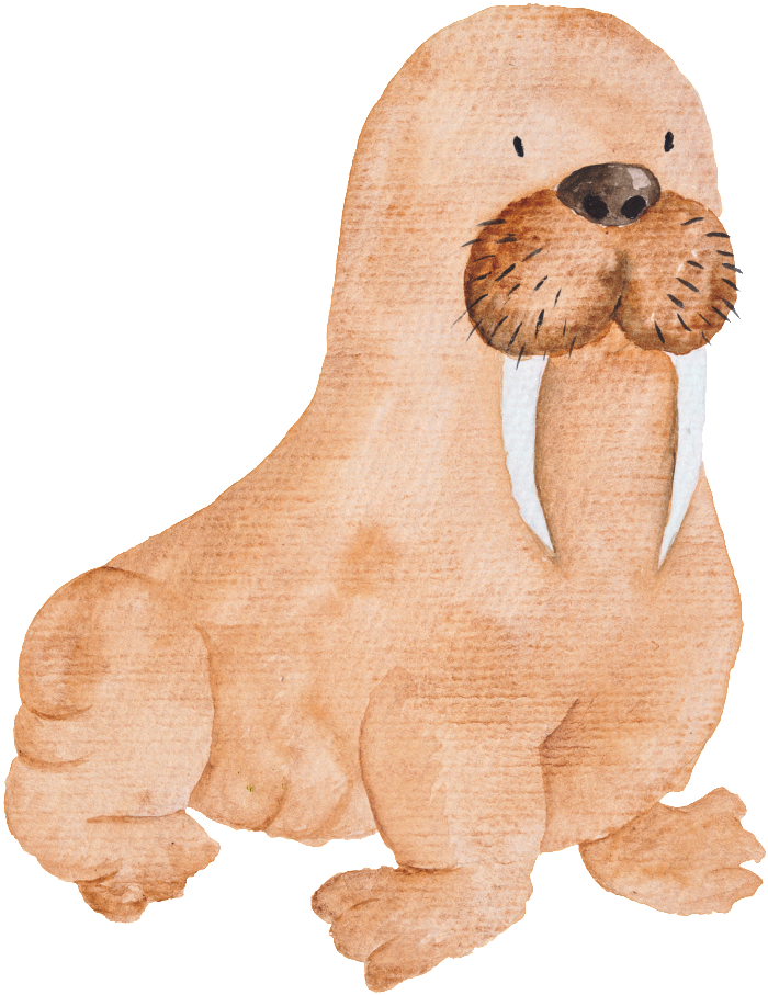 Walruse Download Free PNG