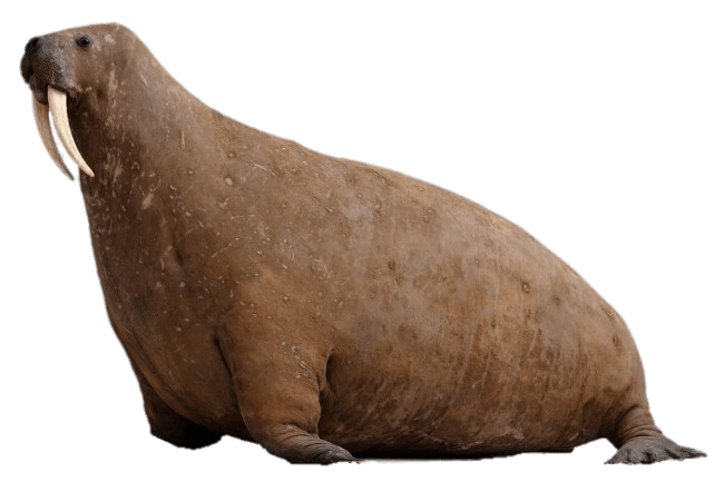 Walruse Free PNG