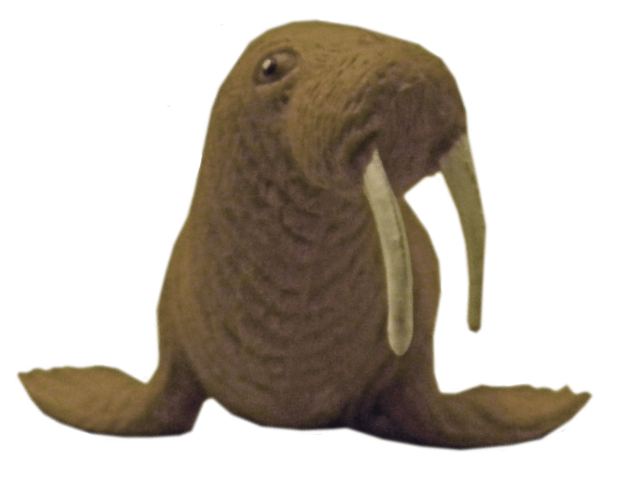 Walruse PNG Images HD