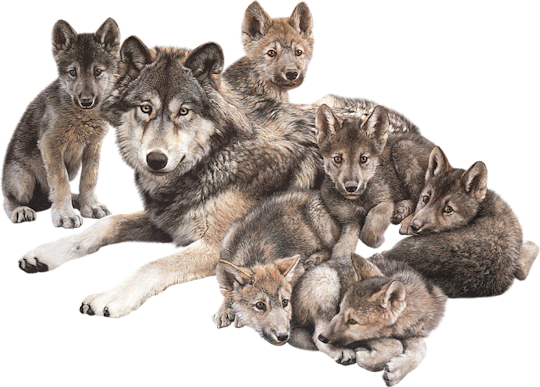 Wolve Transparent Free PNG