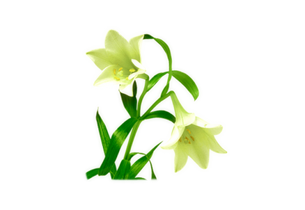 A Few Lilies Background PNG Image
