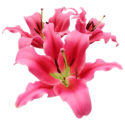 A Few Lilies Download Free PNG