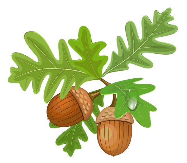 Acorn Autumn Leaves Free PNG