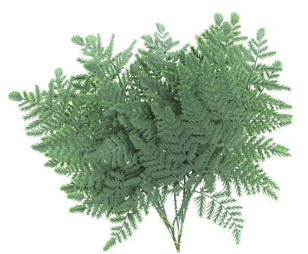 Artificial Fern Background PNG Image