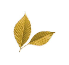 Autumn Beech Leaf Transparent PNG