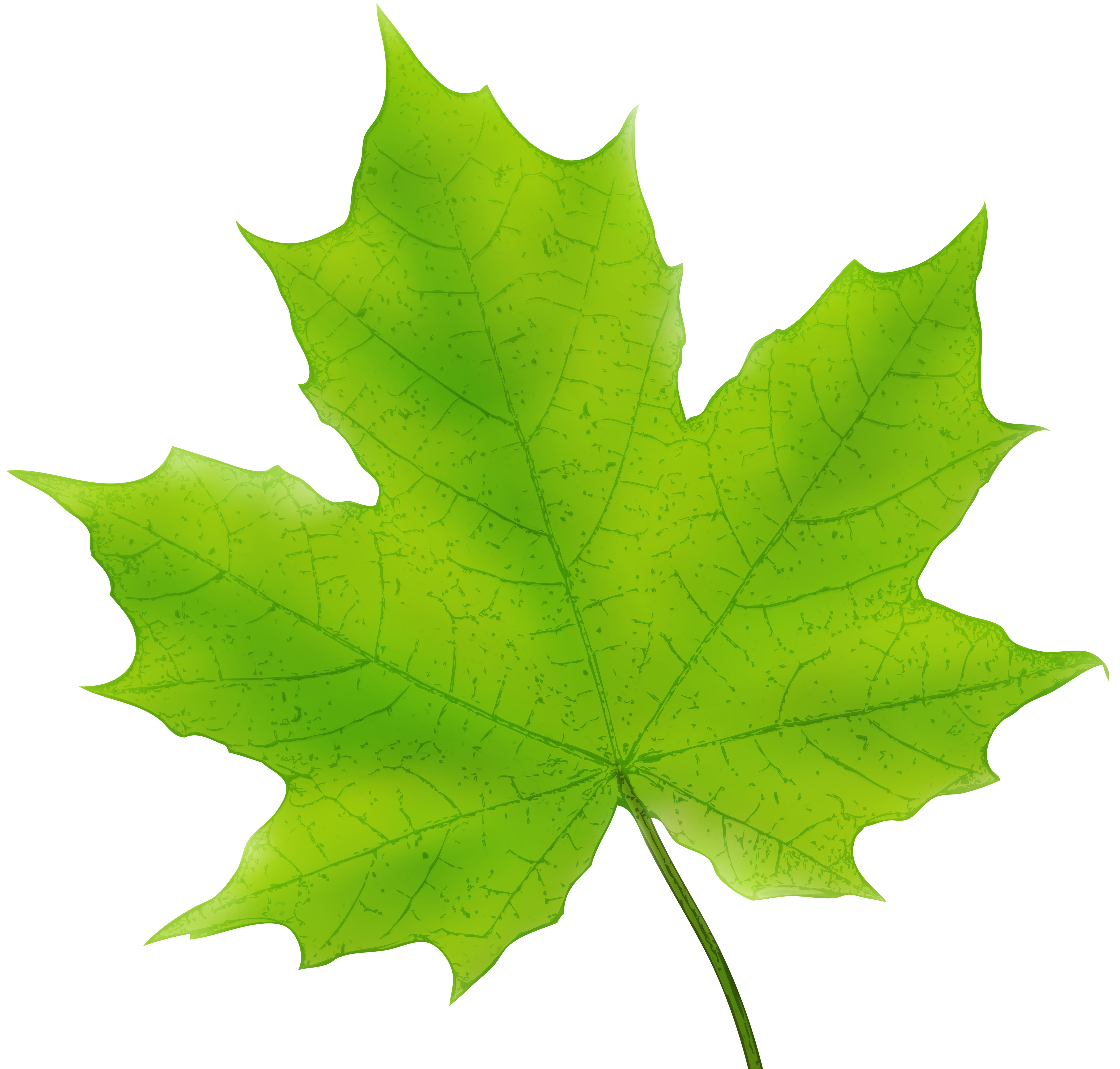 Autumn Leaves Green PNG HD Quality