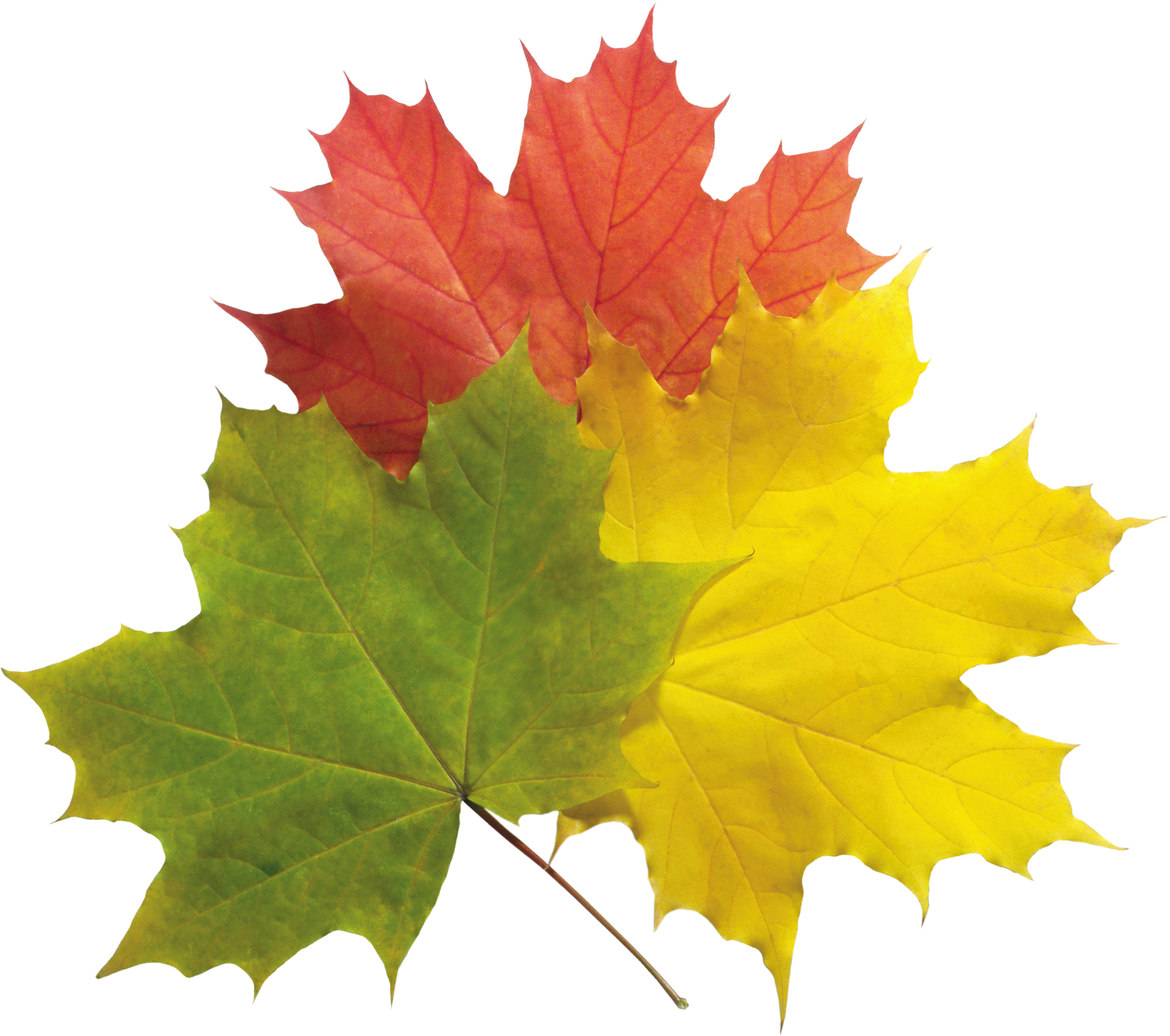 Autumn Leaves Group Download Free PNG