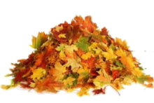 Autumn Leaves Pile PNG Pic Background