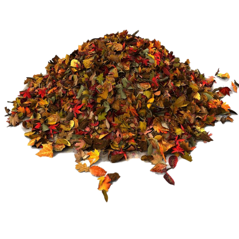 Autumn Leaves Pile Transparent Background