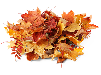 Autumn Leaves Pile Transparent Free PNG