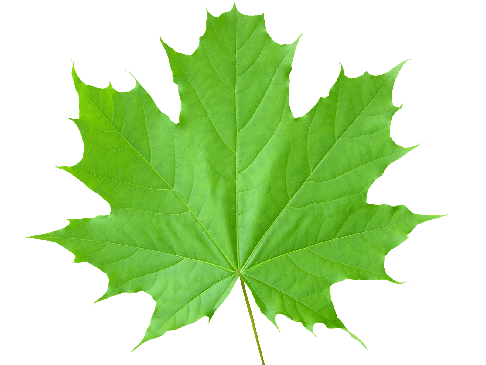 Autumn Sycamore Leaf Background PNG Image