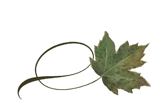 Autumn Sycamore Leaf PNG Clipart Background