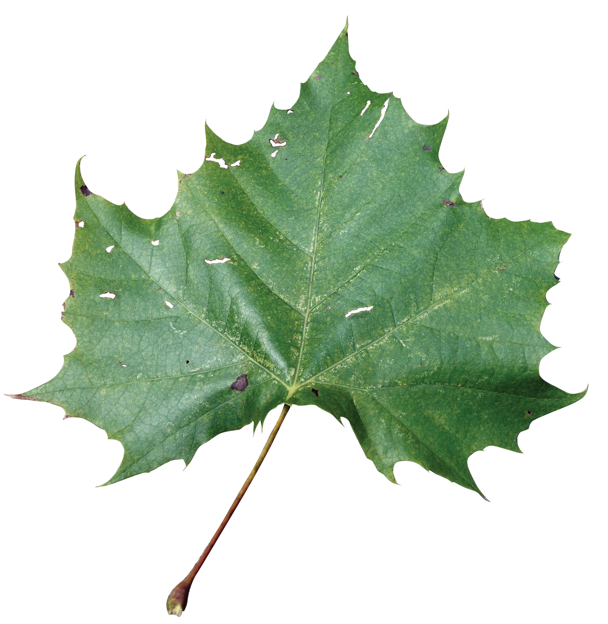 Autumn Sycamore Leaf PNG HD Quality