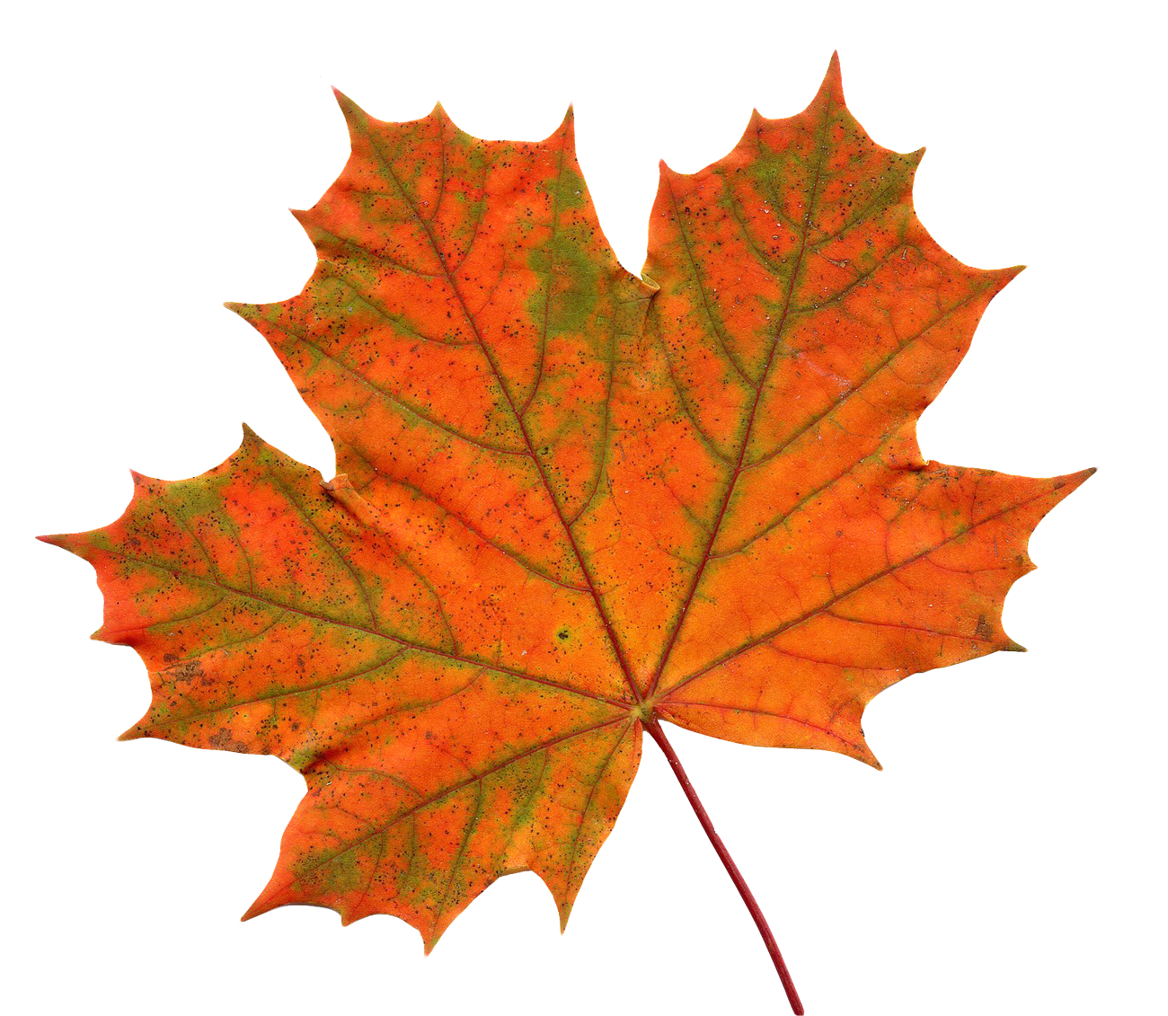 Autumn Sycamore Leaf Transparent File