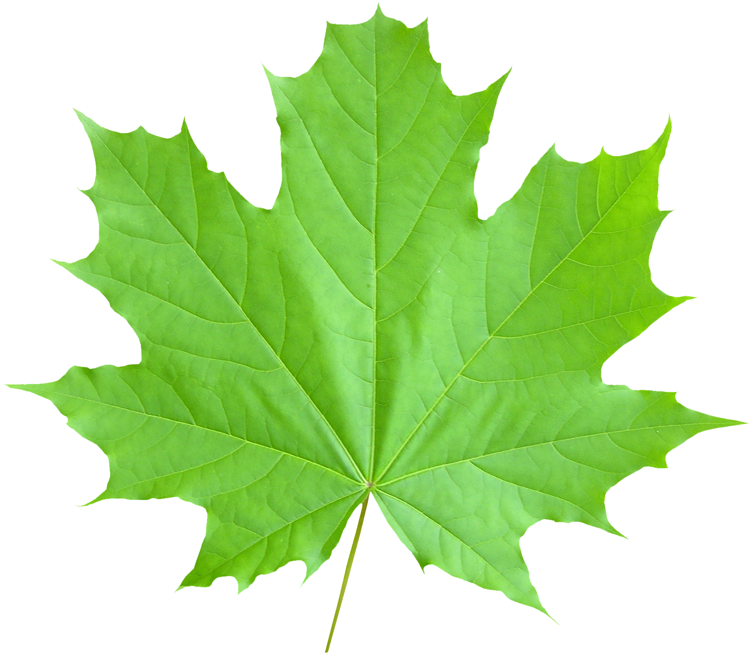 Autumn Sycamore Leaf Transparent PNG