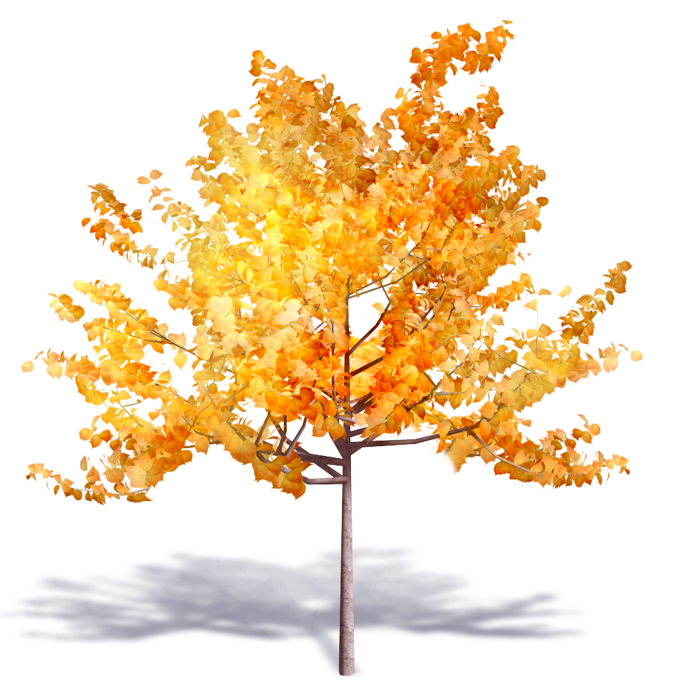 Autumn Tree Background PNG Image