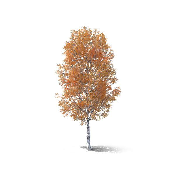 Autumn Tree Free PNG
