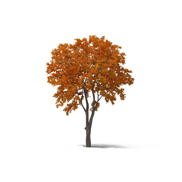 Autumn Tree PNG Background