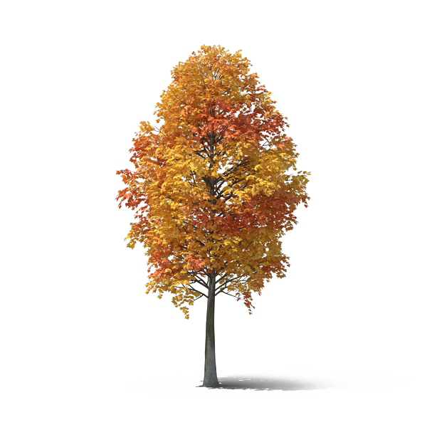 Autumn Tree PNG Free File Download