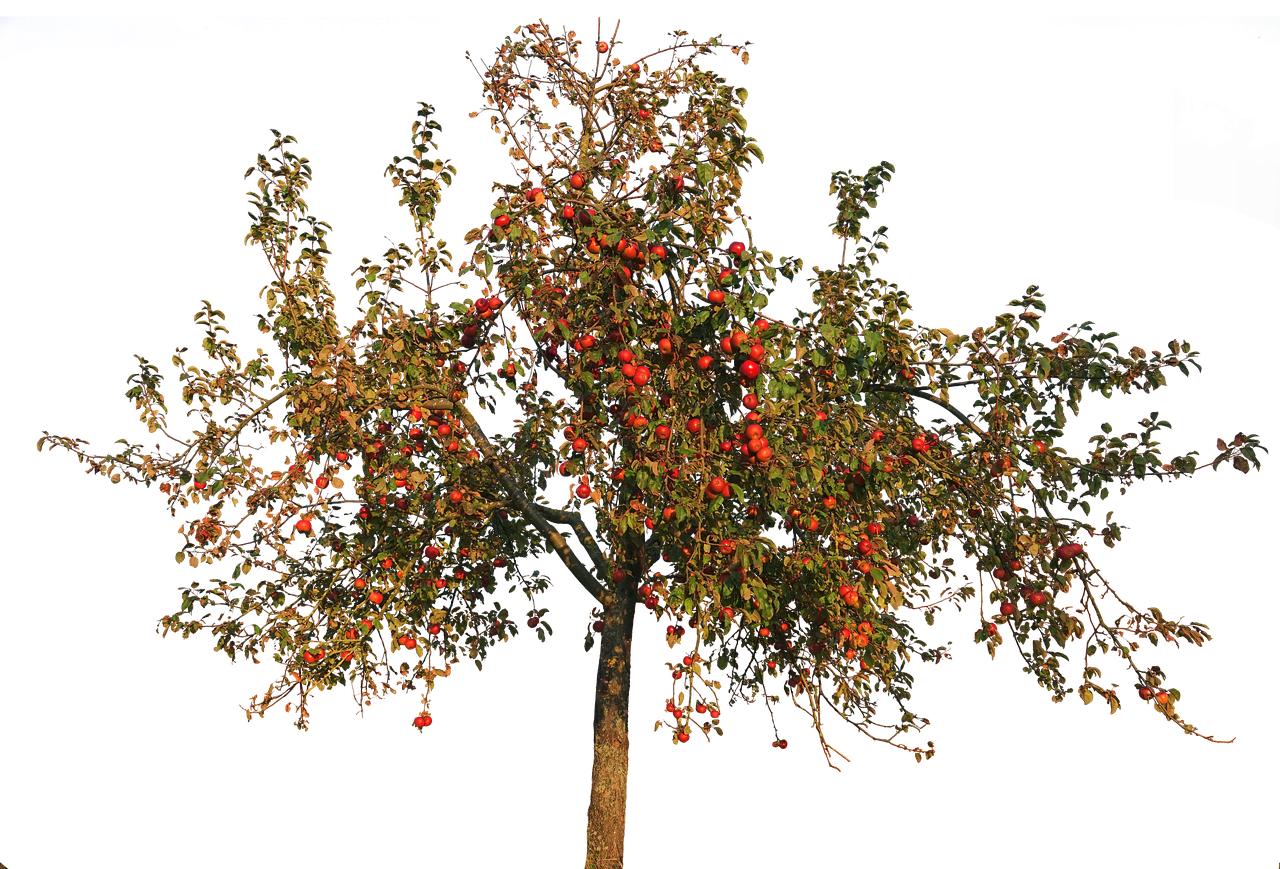 Autumn Tree PNG HD Quality