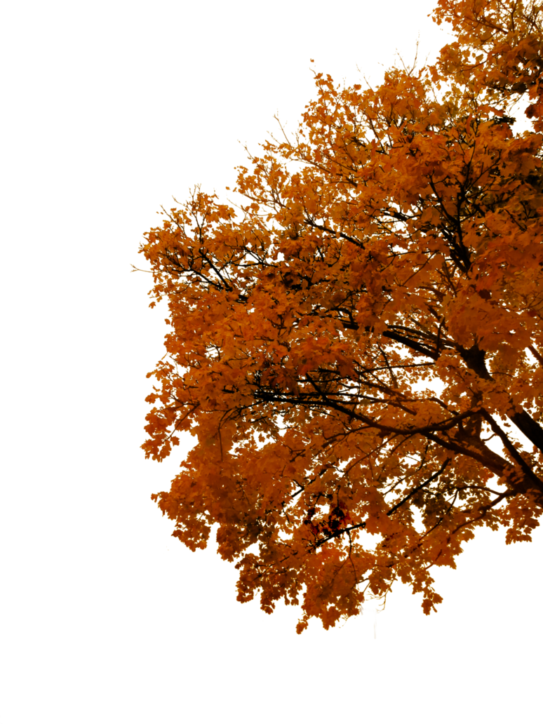 Autumn Tree PNG Images HD