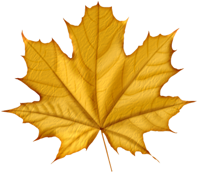 Autumn Yellow Leaf Download Free PNG