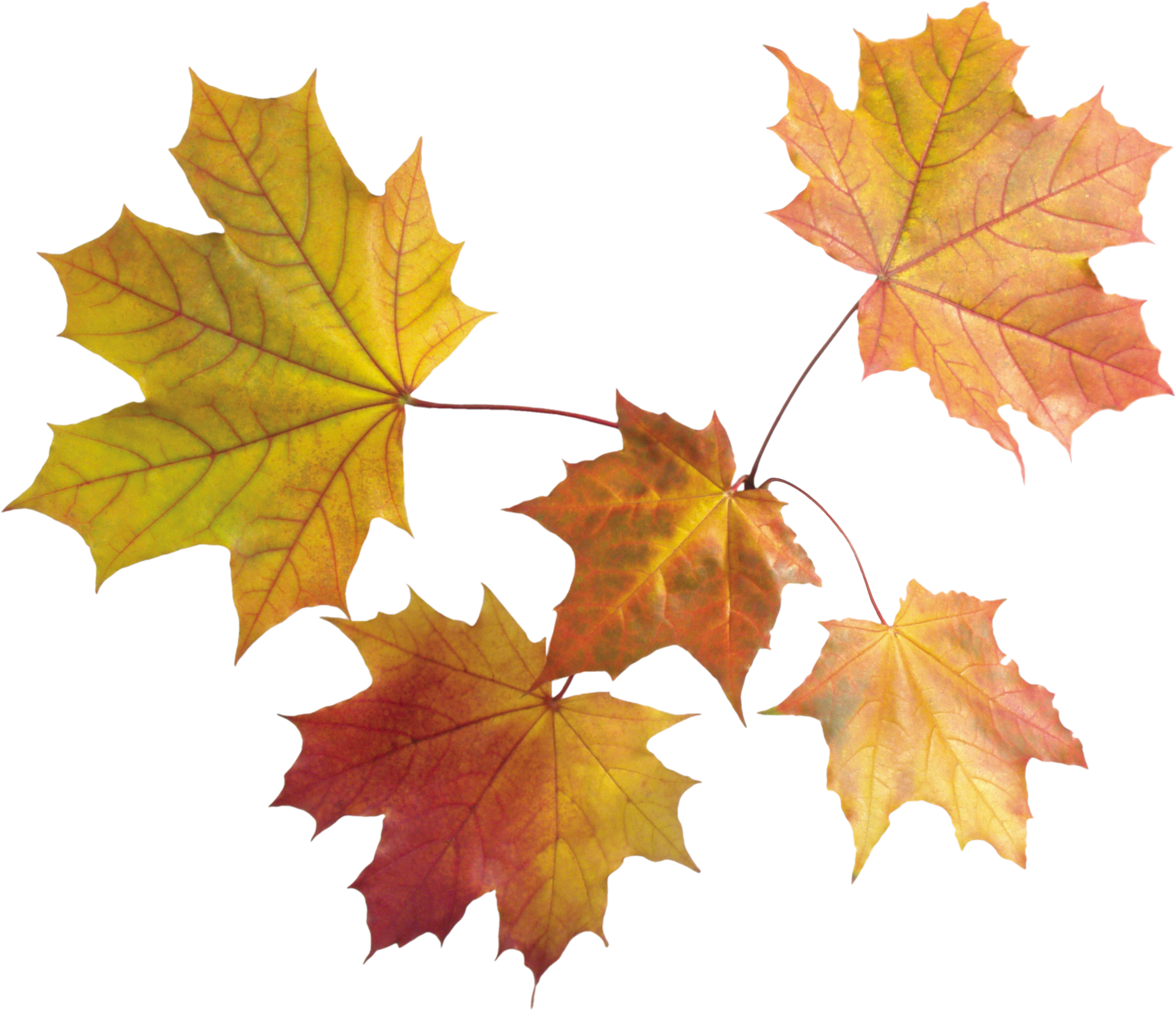 Autumn Yellowish Leaf Free PNG