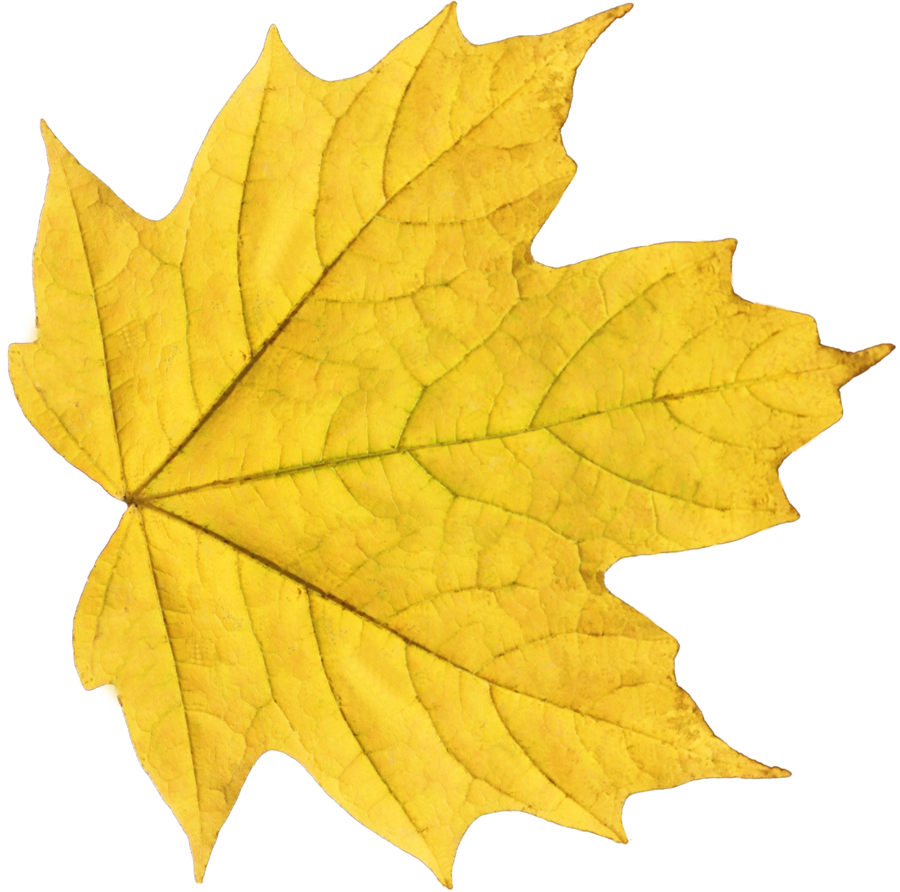 Autumn Yellowish Leaf PNG Background