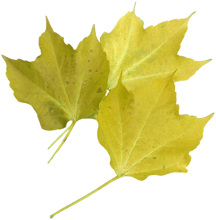 Autumn Yellowish Leaf PNG Pic Background