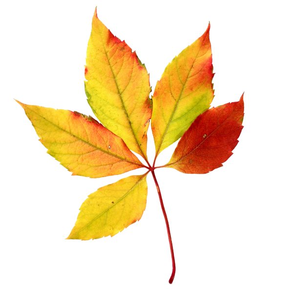 Autunm Leaf Background PNG Image