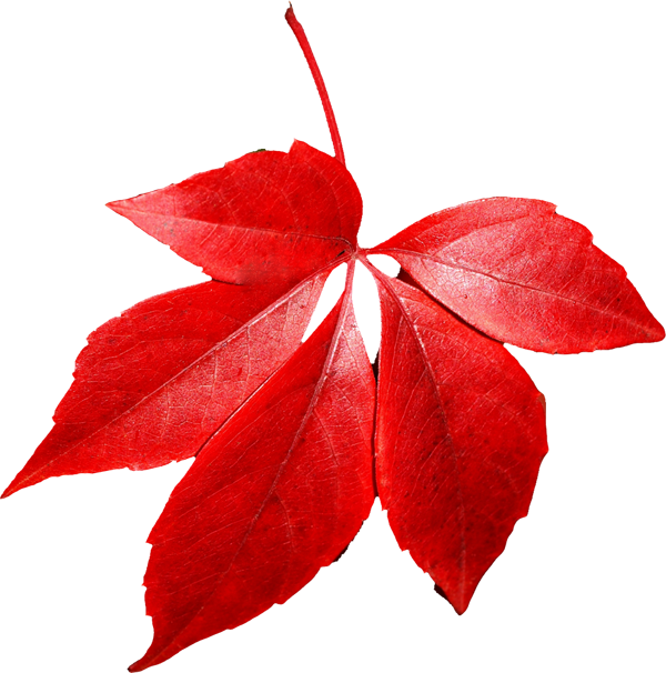 Autunm Leaf Free PNG