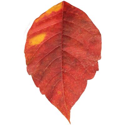 Autunm Leaf PNG Background