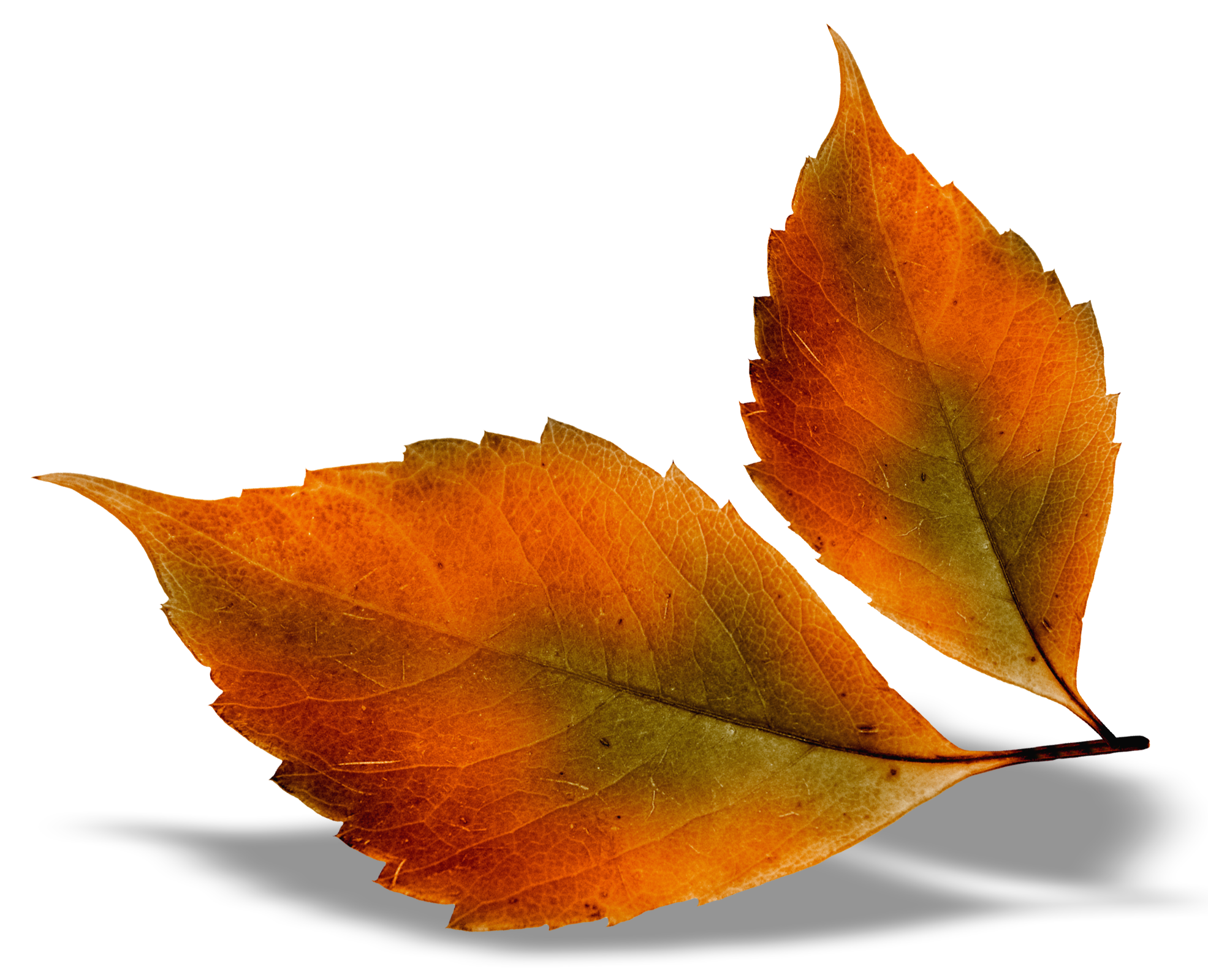 Autunm Leaf PNG Clipart Background