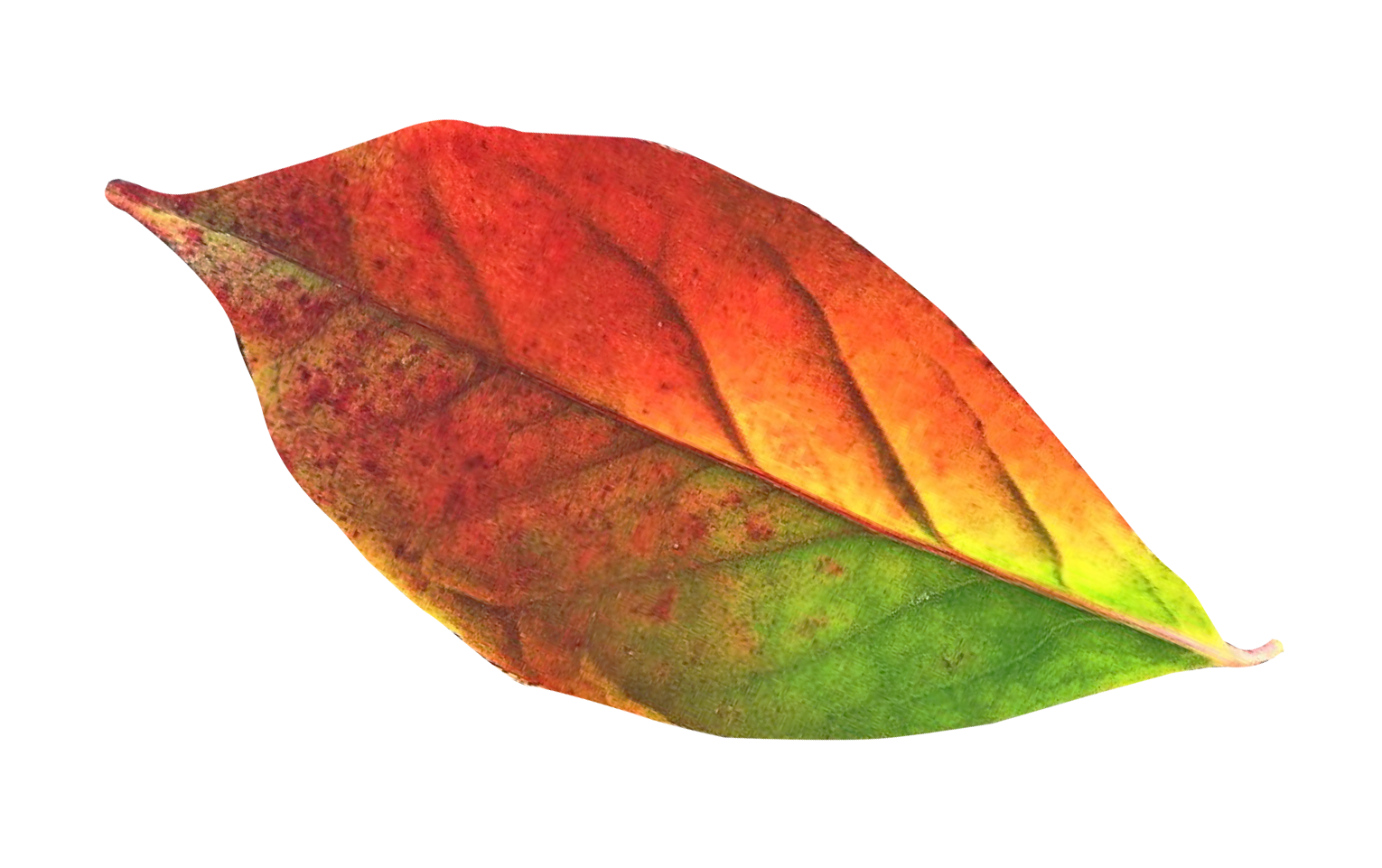 Autunm Leaf PNG Free File Download