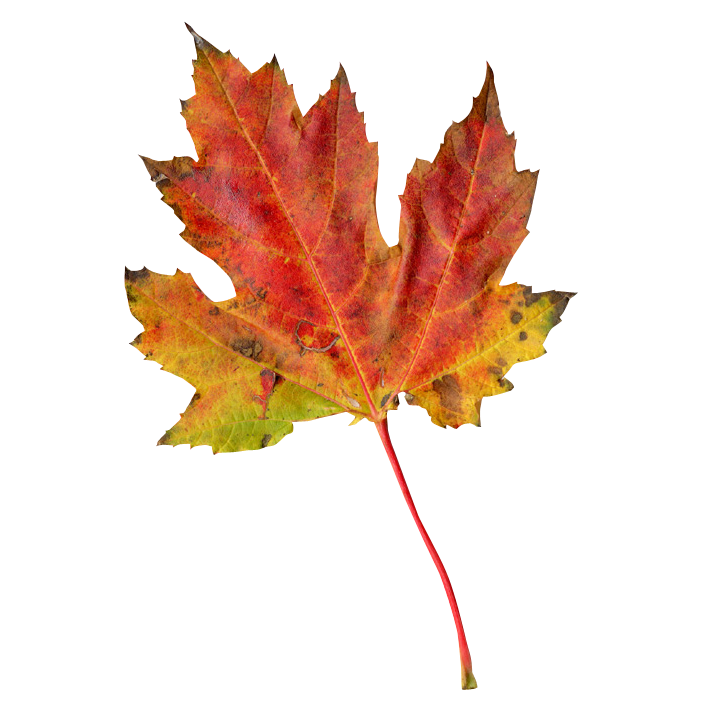 Autunm Leaf PNG Images HD