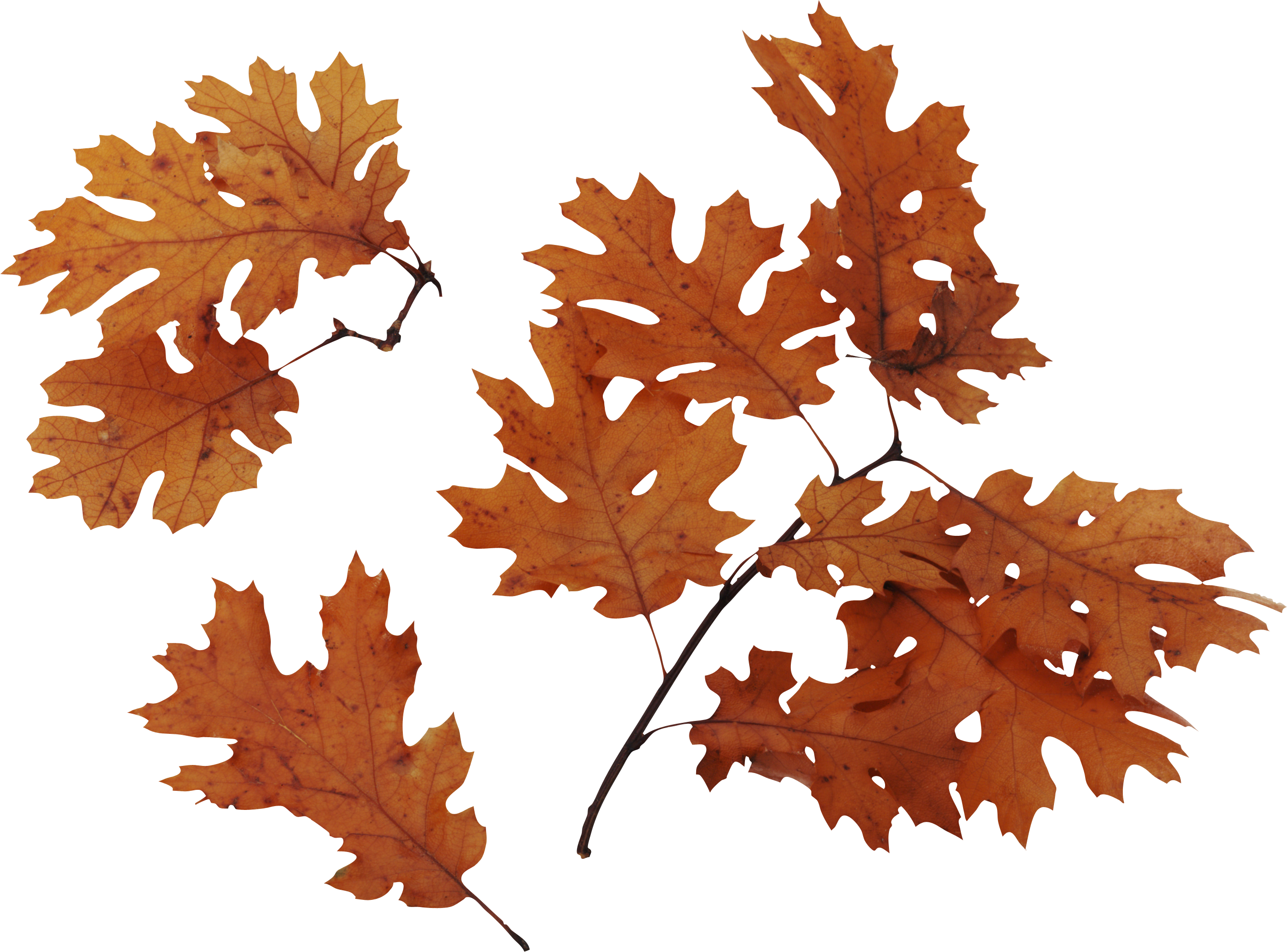 Autunm Leaf PNG Photo Image