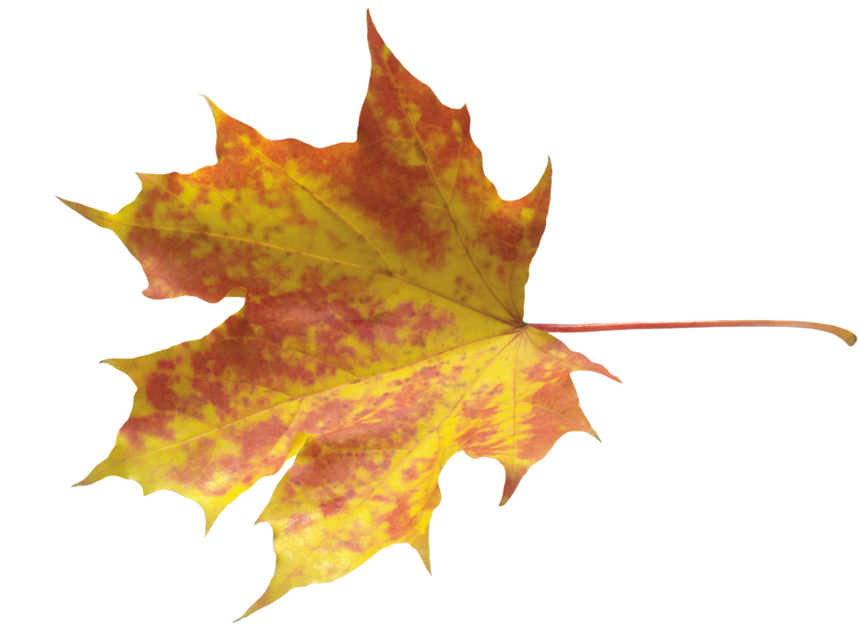 Autunm Leaf PNG Pic Background