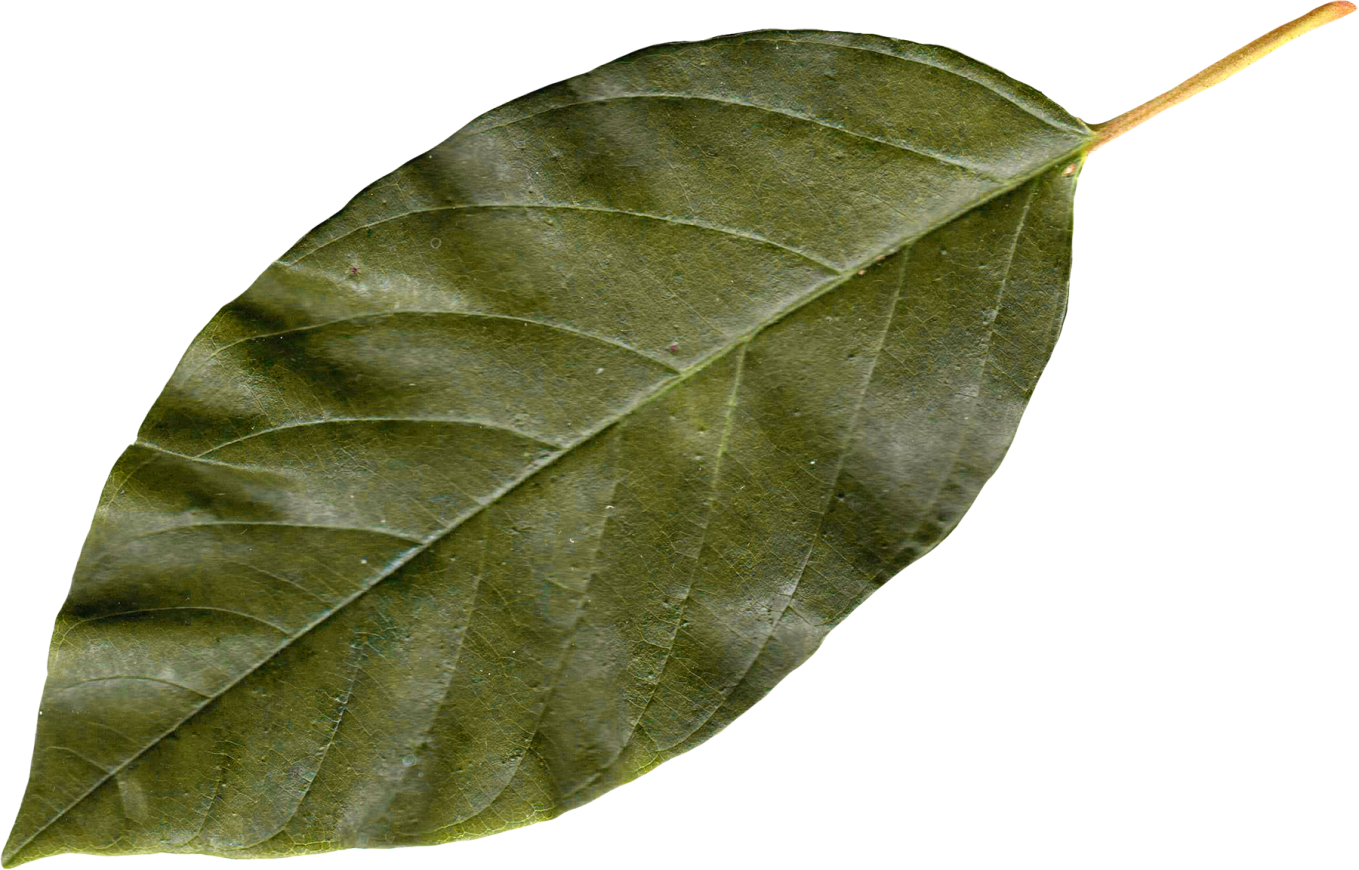 Bay Leaf Transparent File