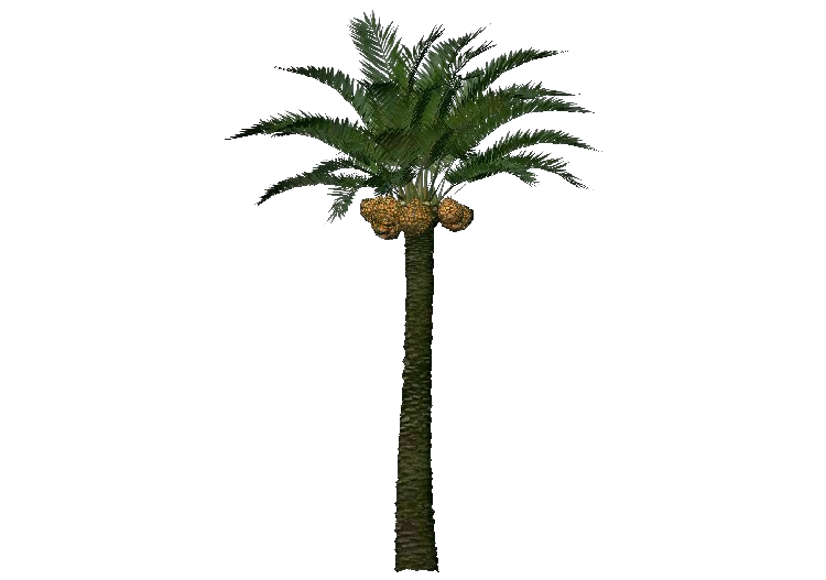 Big Palm Tree Background PNG Image