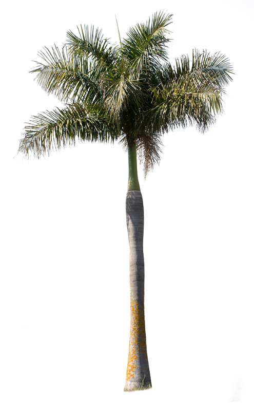 Big Palm Tree Download Free PNG