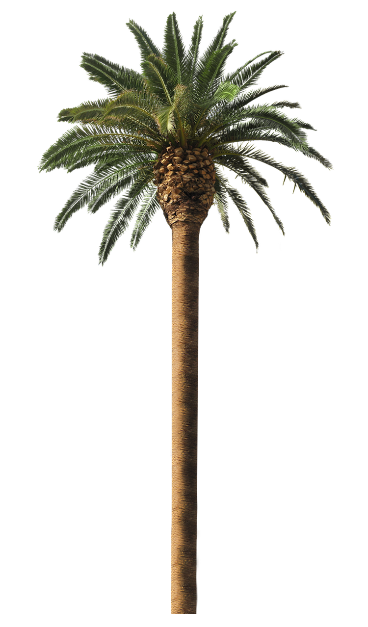 Big Palm Tree PNG Clipart Background