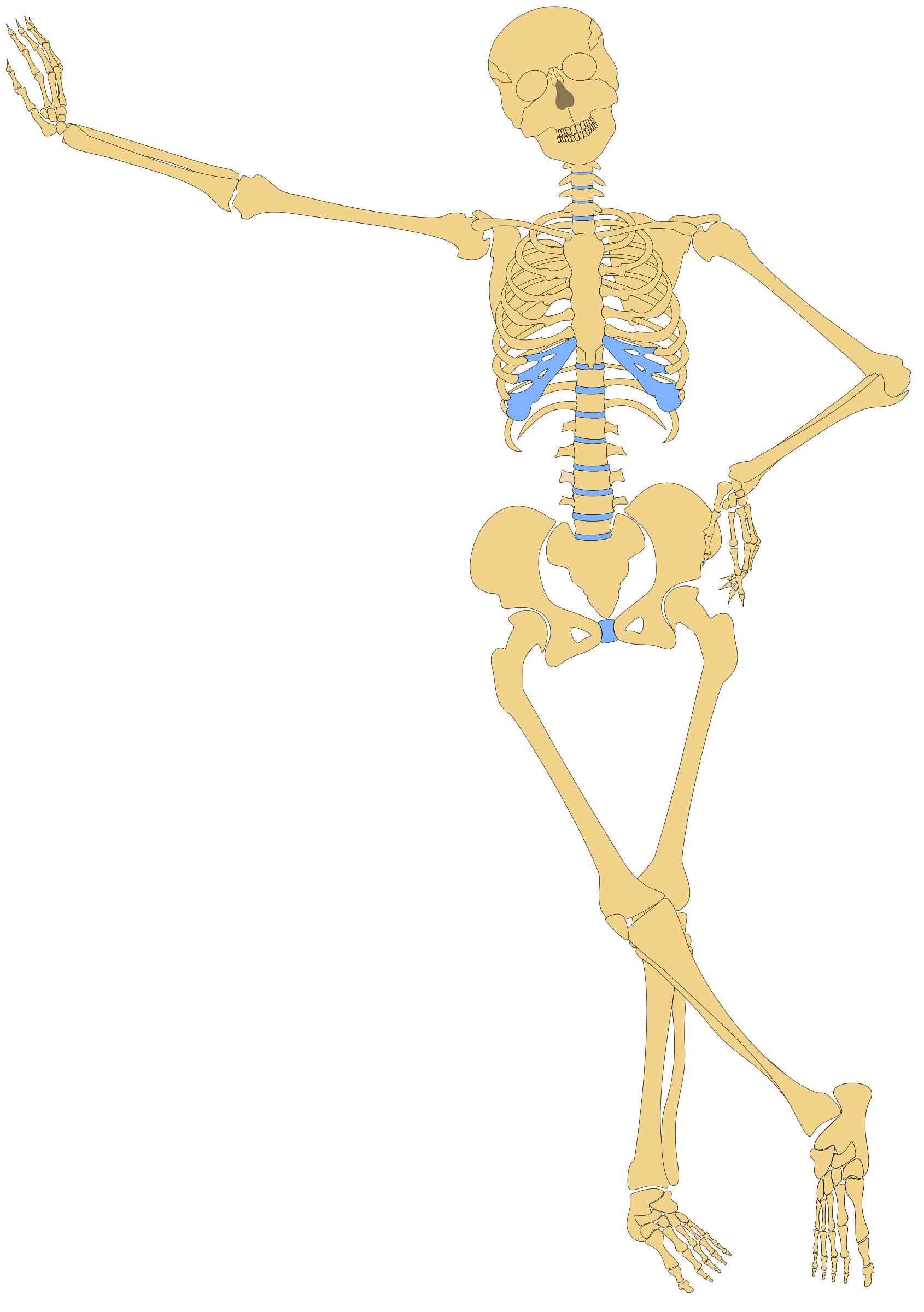 Body Skeleton Download Free PNG