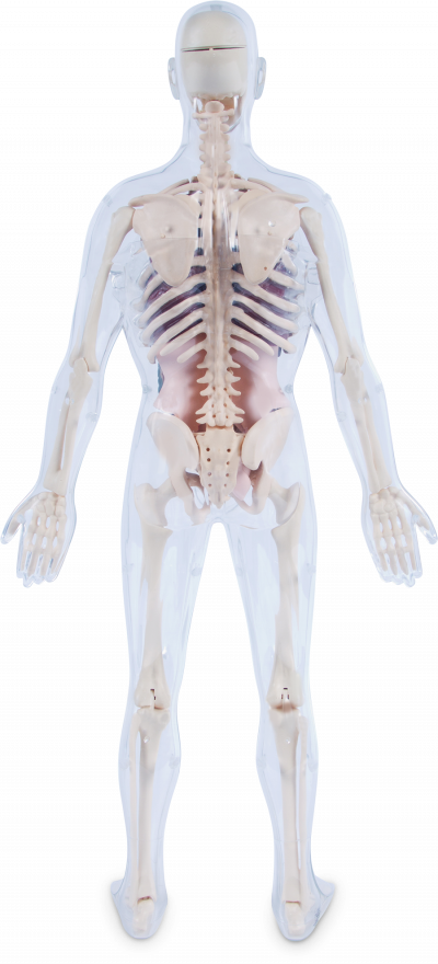 Body Skeleton No Background