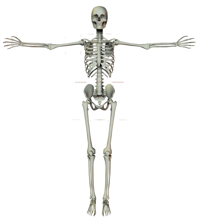 Body Skeleton PNG Clipart Background