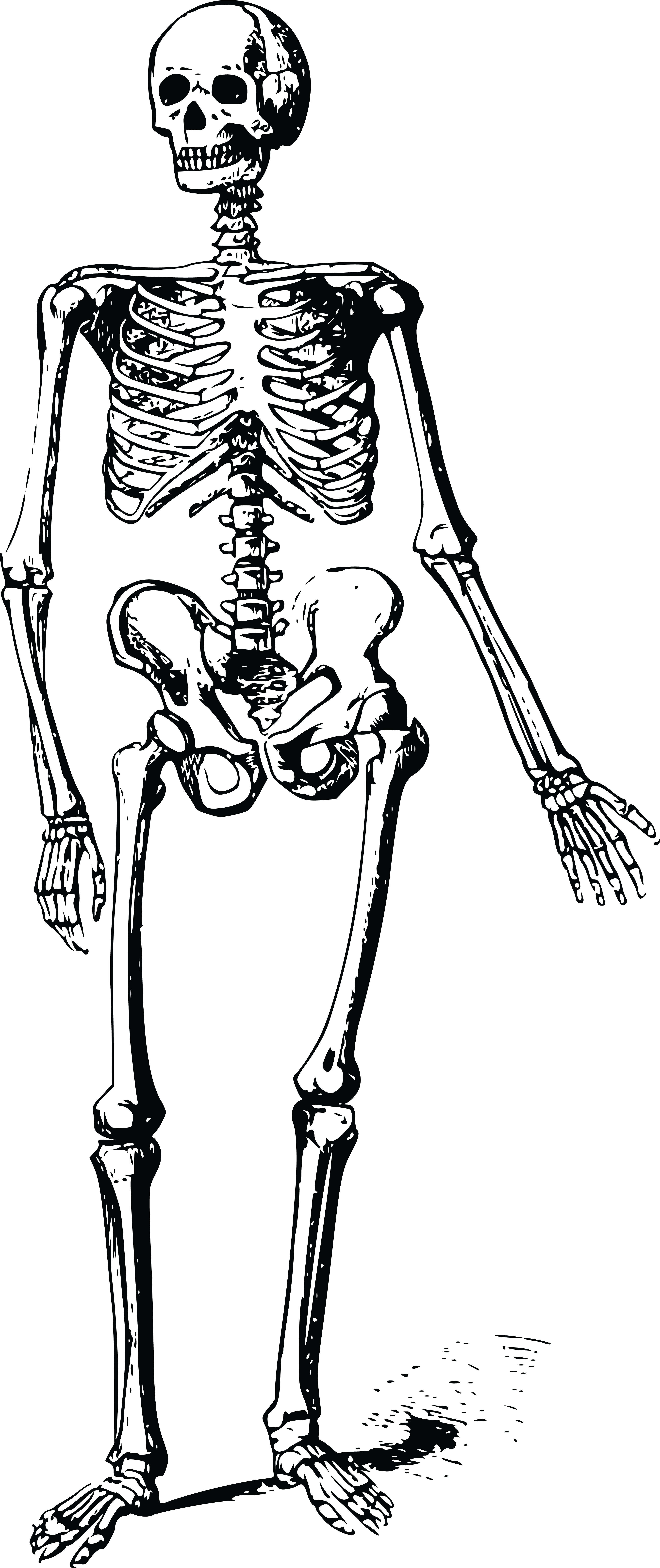 Body Skeleton PNG Free File Download