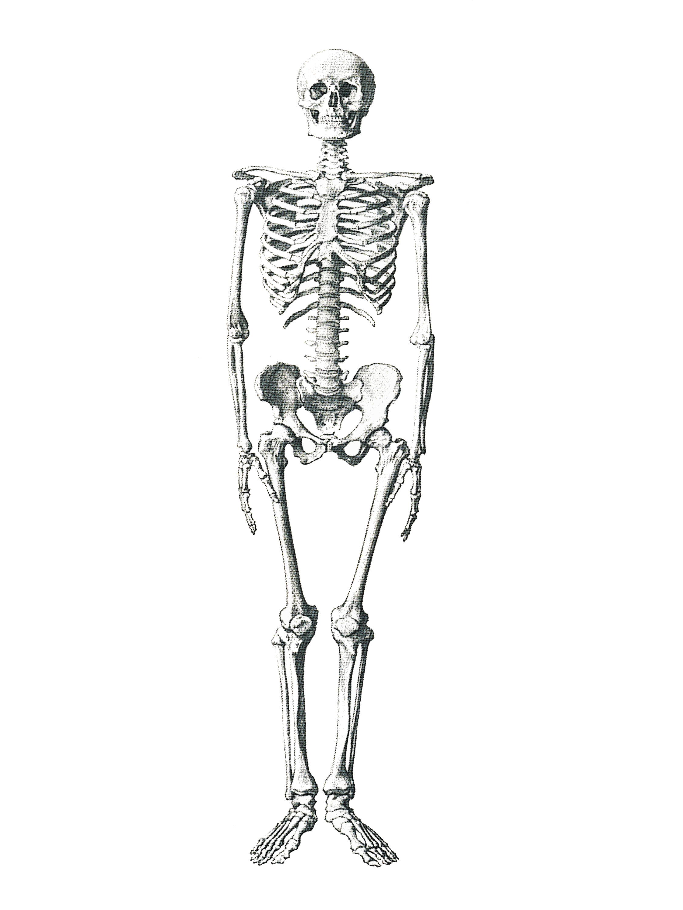 Body Skeleton PNG HD Quality